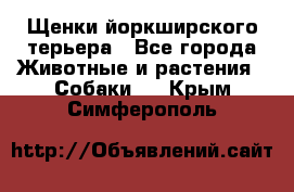 Щенки йоркширского терьера - Все города Животные и растения » Собаки   . Крым,Симферополь